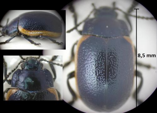 Chrysolina sanguinolenta